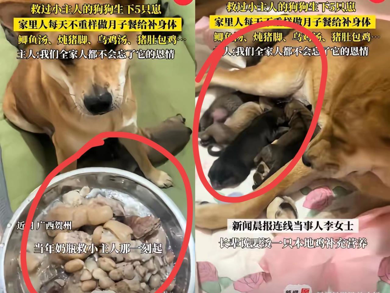 “万物皆有灵！”9月4日，广西贺州，一只家里的土狗在生下了5只小狗后，竟被主人
