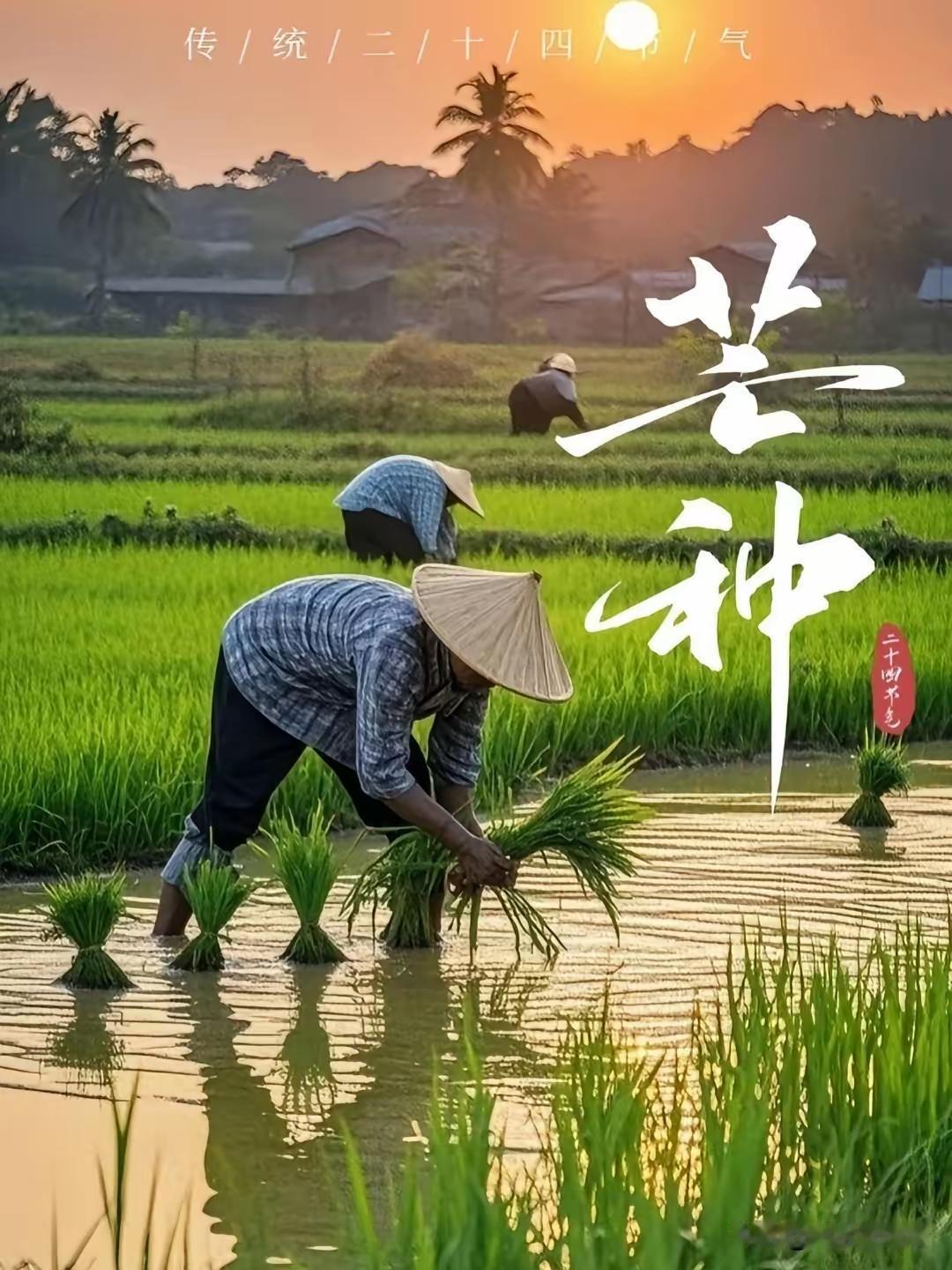 6月5日芒种到啦，这可是二十四节气里夏季的第3个节气。“芒种”最早出自两汉《周礼