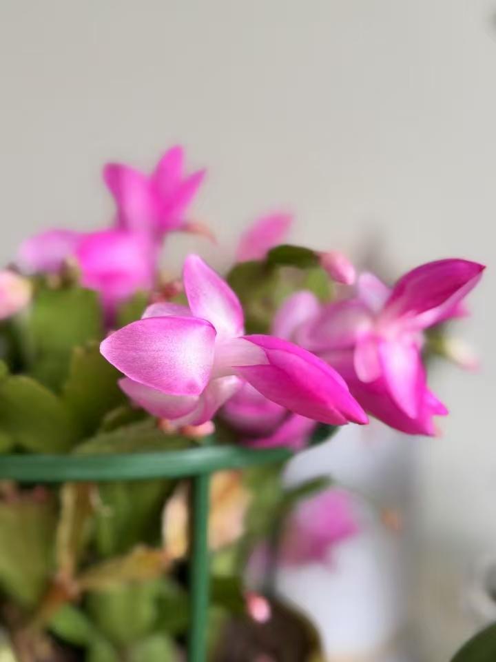 50岁以后，发现另一半出轨，值不值得原谅？这个问题怎么说？只能说不同的