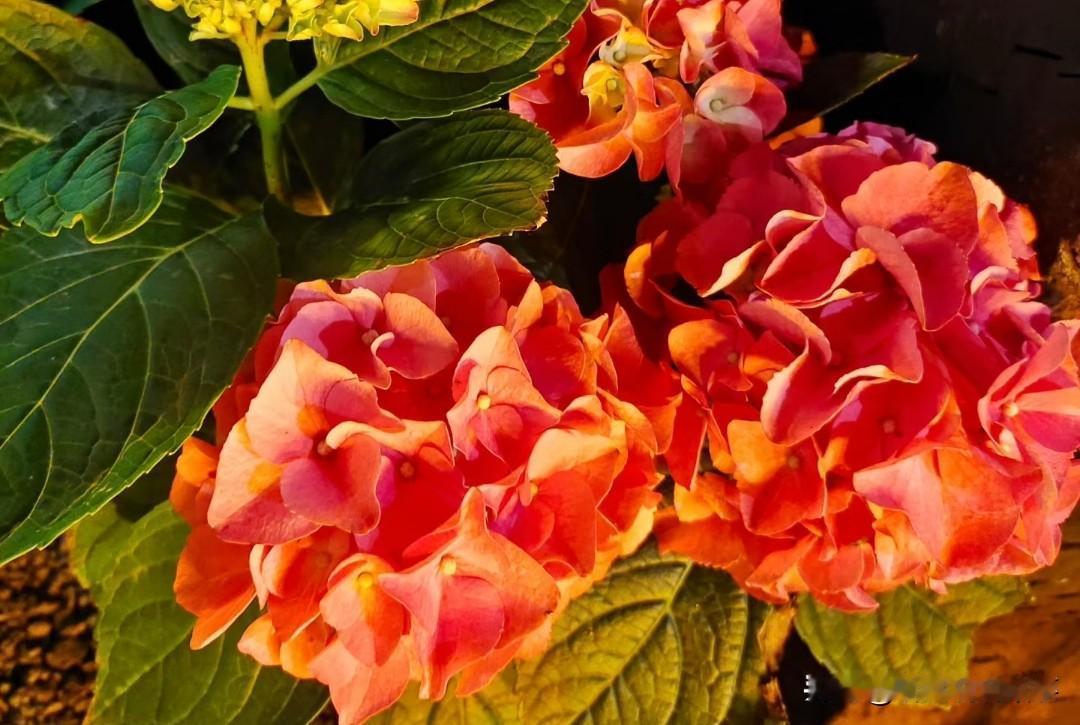 人要懂得藏拙都说财富不可露，有时候人也是一样的，当你把所有的东西