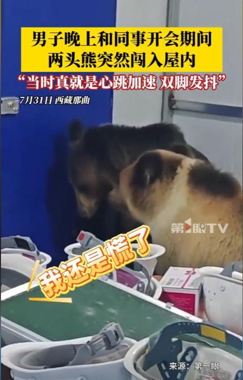 现实版“熊出没”！西藏那曲，一男子晚上和同事开会时，房门突然被打开了，谁料，当众