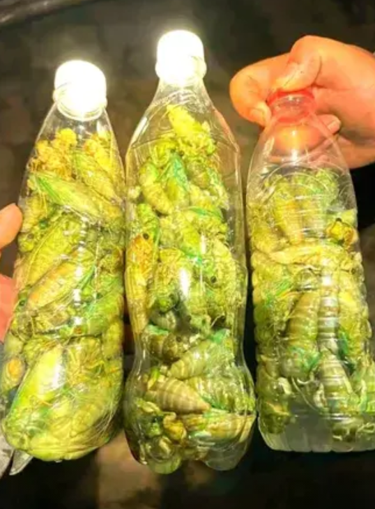 “一招鲜，吃遍天。”   近日，浙江丽水有一姓徐小伙冒着酷暑，开车跑300公里