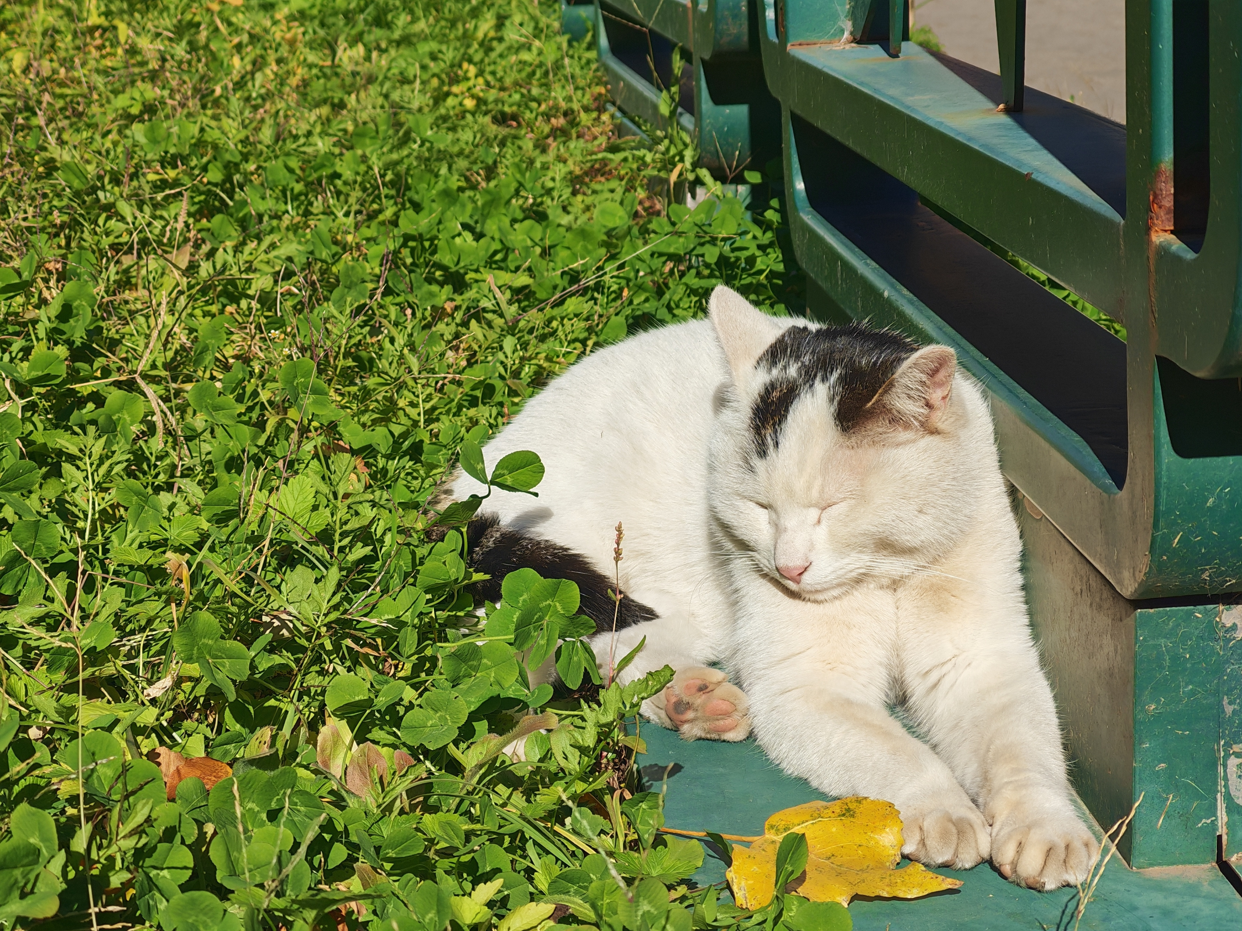 有喵在睡觉💤有喵在放哨本喵在摸鱼