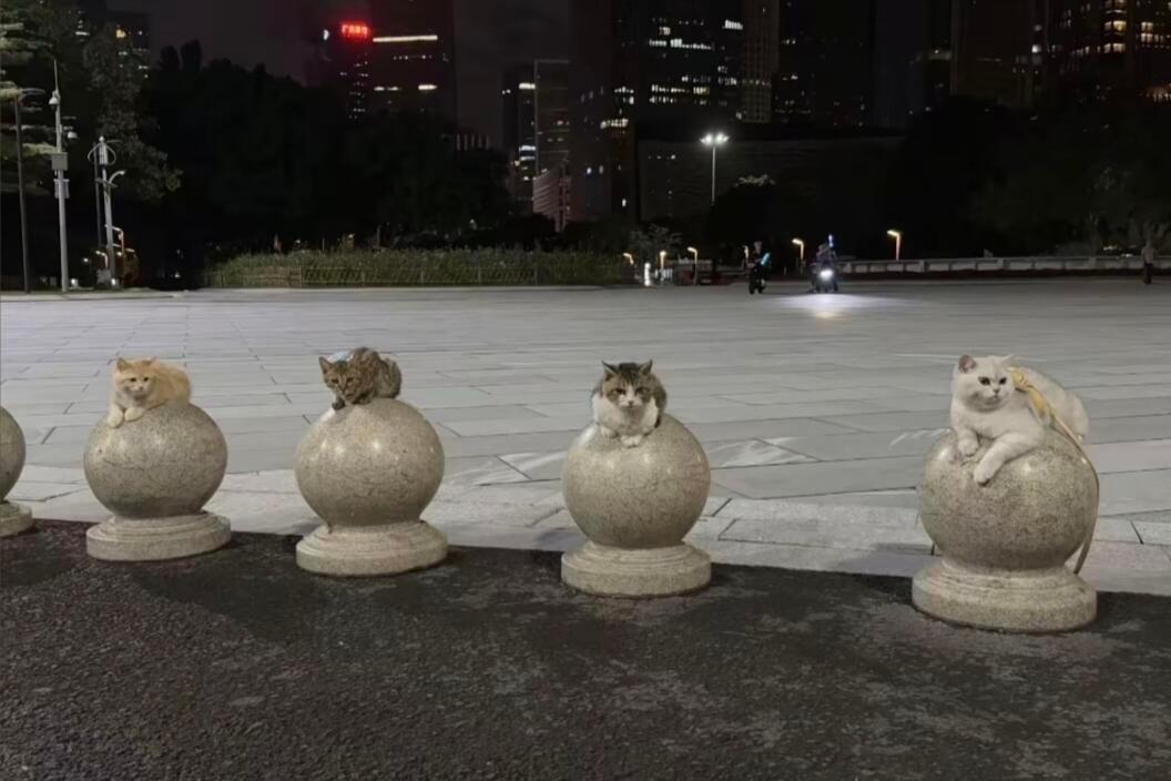 停猫石​​​