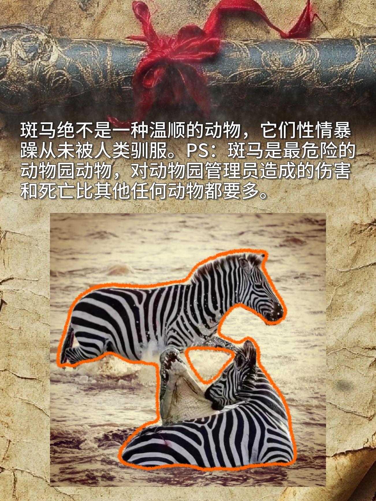 斑马绝不是一种温顺的动物，它们性情暴躁从未被人类驯服。PS：斑马是最危...