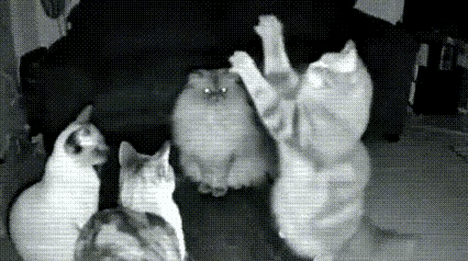 男子家里鼠患严重，老鼠夹，耗子药想尽了办法也逮不到。男子准备了最好的猫粮，小鱼干