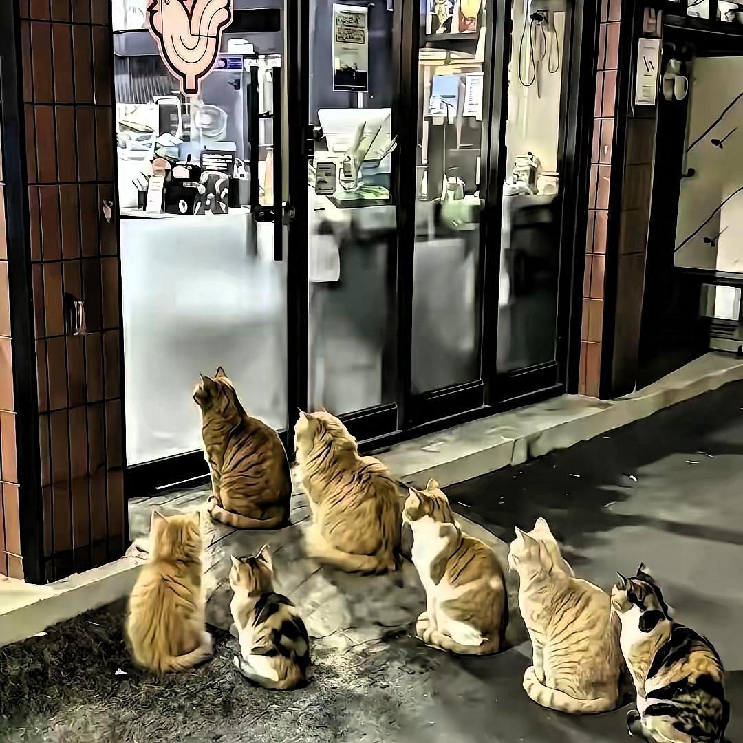 杭州一烤肉店老板凭喂流浪猫火了，街坊说猫群五点不到就蹲满台阶跟上班打卡似的。老板