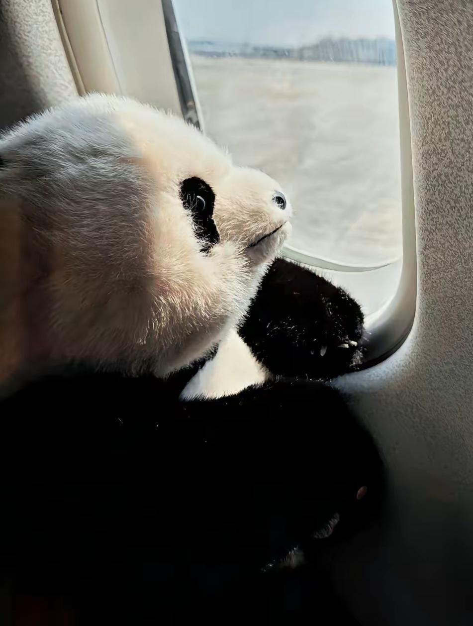 万物皆有灵，这话真不是迷信。​看着晓晓和蕾蕾离开日本时的那个背影，没有丝毫留