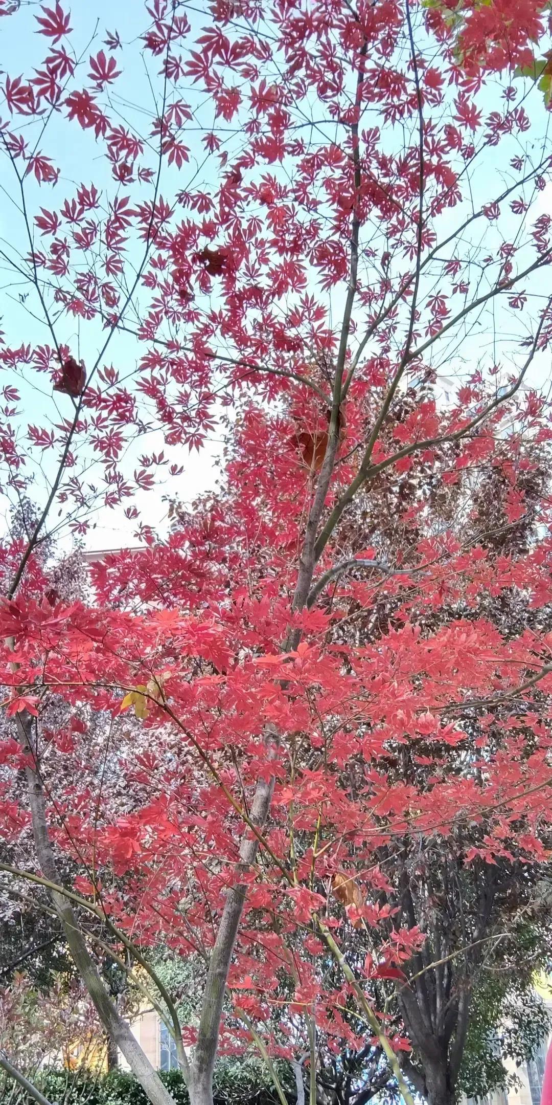 丈夫送货完顺路回老家烧寒衣纸，微信跟老婆说今晚不回了，要跟老同学喝两杯。老婆没