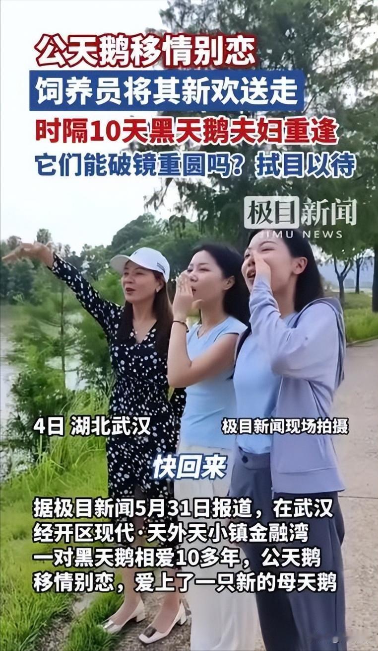 “万物皆有灵！”湖北武汉，一只公天鹅和一只母天鹅相爱10多年，谁料，公天鹅突然移