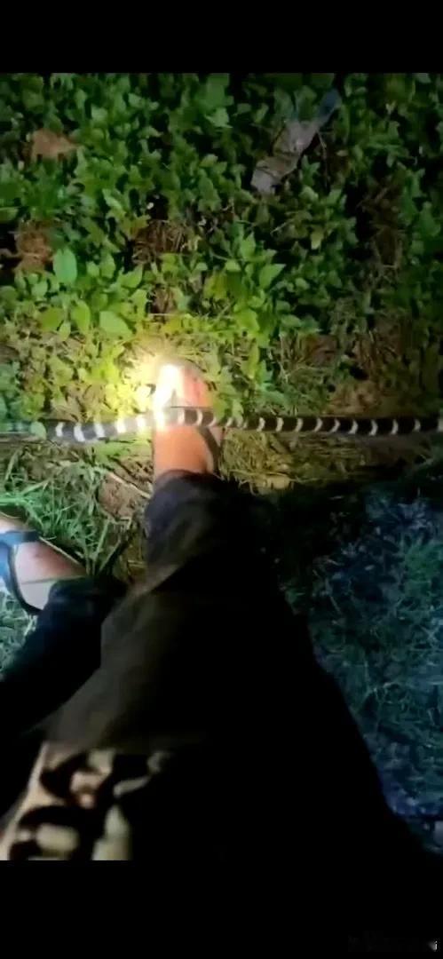 银环蛇咬了，身体好的六个小时，身体差只能坚持四小时，必须及时去医院血清，否则就死