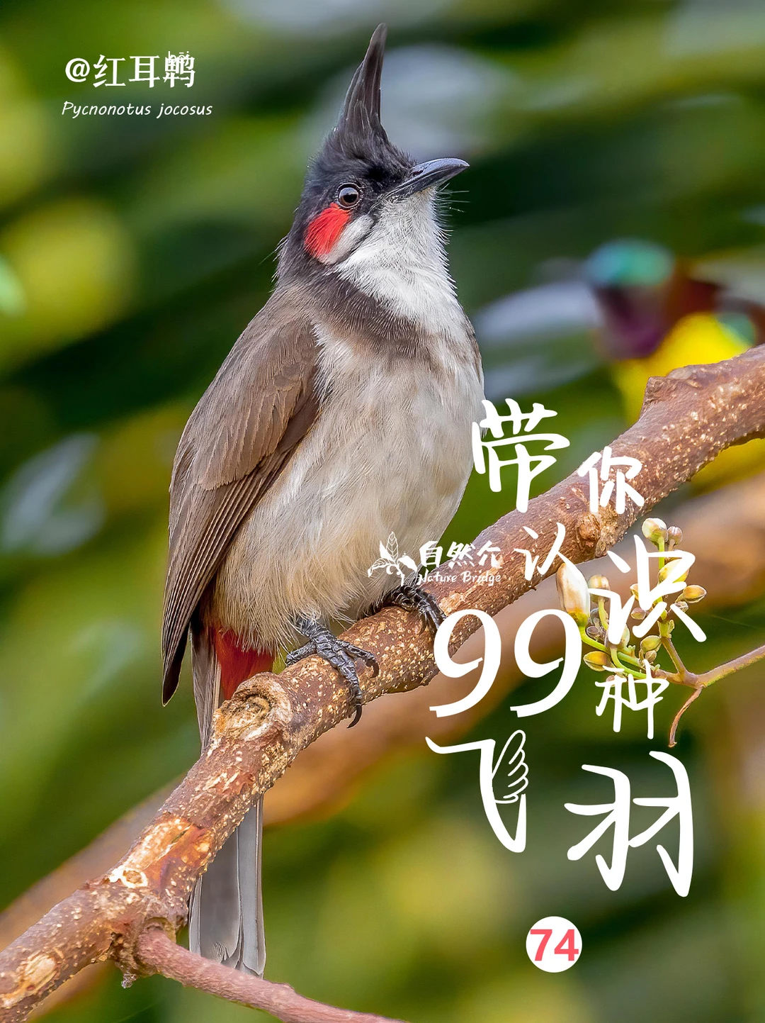 带你认识99种飞羽