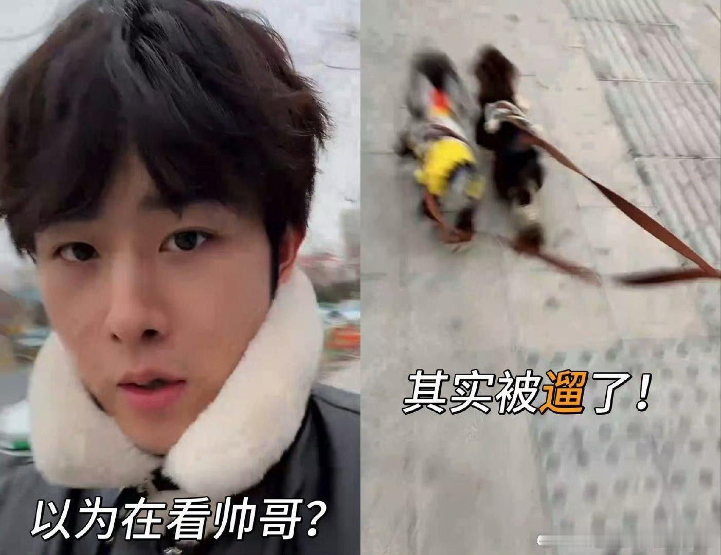 田嘉瑞直播被小狗缠住田嘉瑞直播名场面+1，努力想和粉丝互动，却被小狗死死缠住，