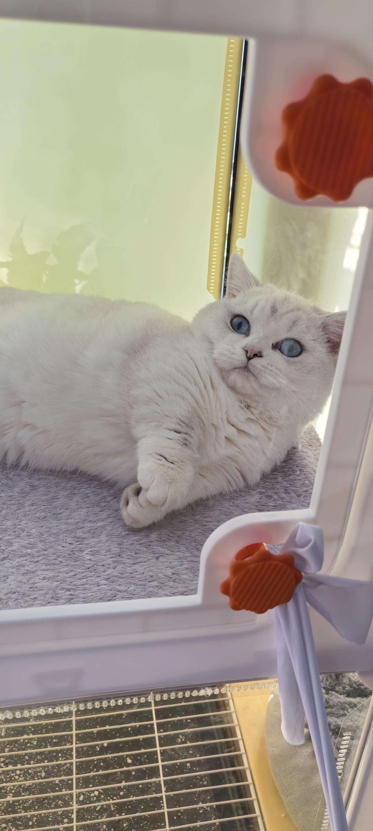 我来晒出他我家的猫看，我我家的猫叫雪糕，我家的雪糕猫味长得很温和的，“我家的雪特