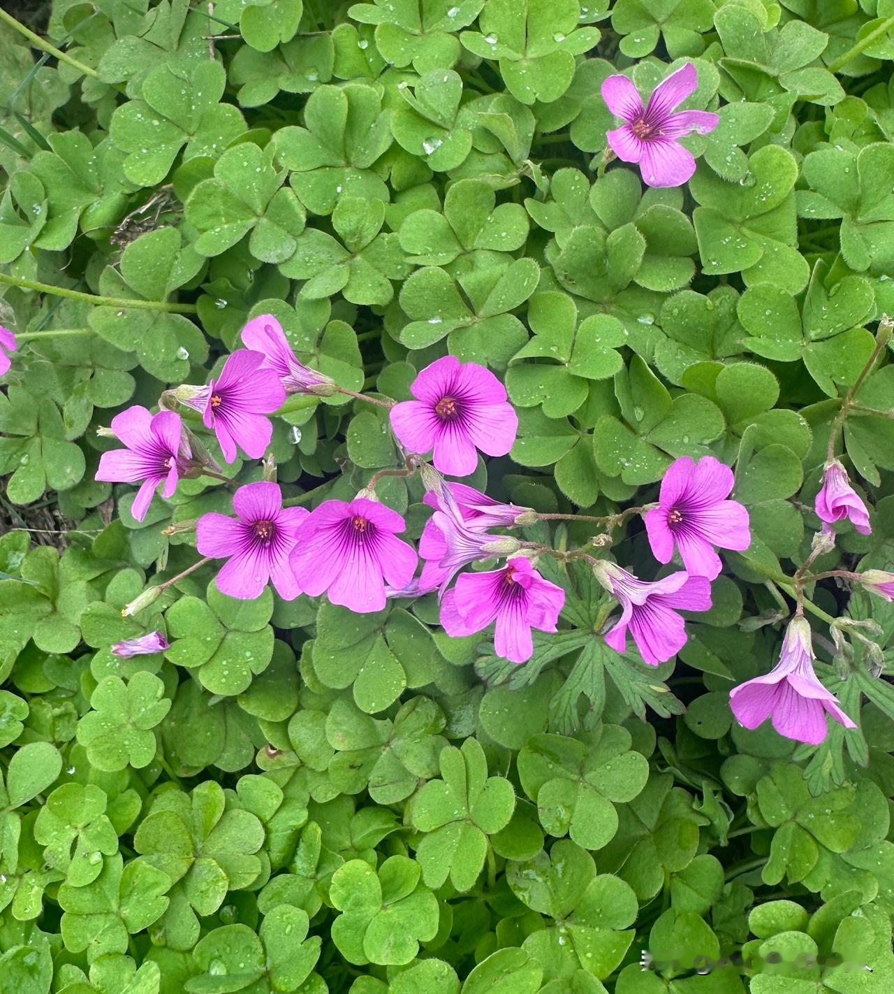 负债逾期爆发，先生活还是先还款？我的答案是：先活着之前听人说很多负债人这一辈