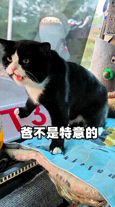 这个视频我看了好几遍，主人开车带着自家小猫出门，小猫乖乖趴在前面。谁知道车子压到