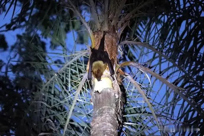 印度有了关键发现！捕获了9只蝙蝠进行检测，结果在其中1只体内检出了尼帕病毒抗体。