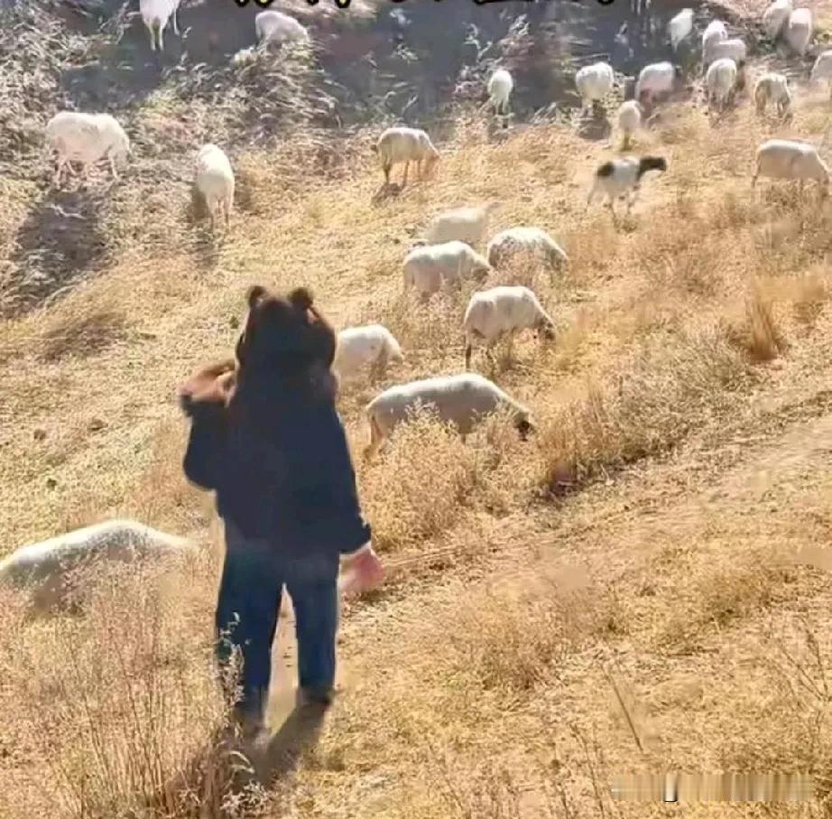 问大家一个事，就是上完大学放羊和不上大学放羊，这两者有什么区别吗？邻居王哥的大