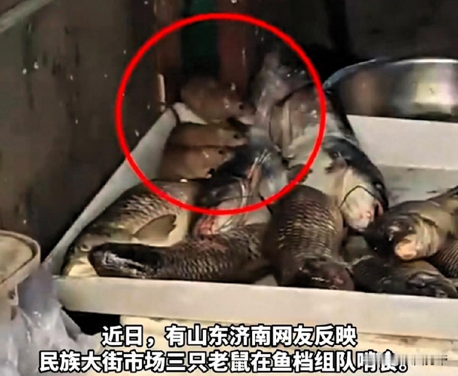 “好家伙这也太吓人了！”近日，有网友反映说，在山东济南，民族大街市场里，一鱼档上