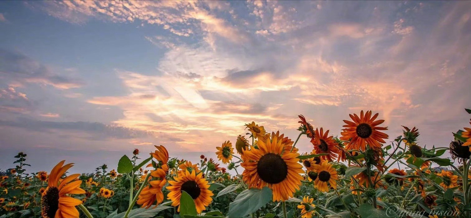 阳气不足，身弱的原因，不过只是快乐不足。———《半山文集》