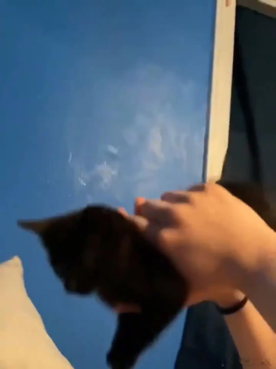 泥嚎，人～萌宠宠物