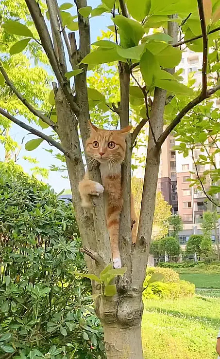 这种精神小猫咪，不适合去猫咖打工的一到外面，就会忘记自己是谁？更过分的是，假装不