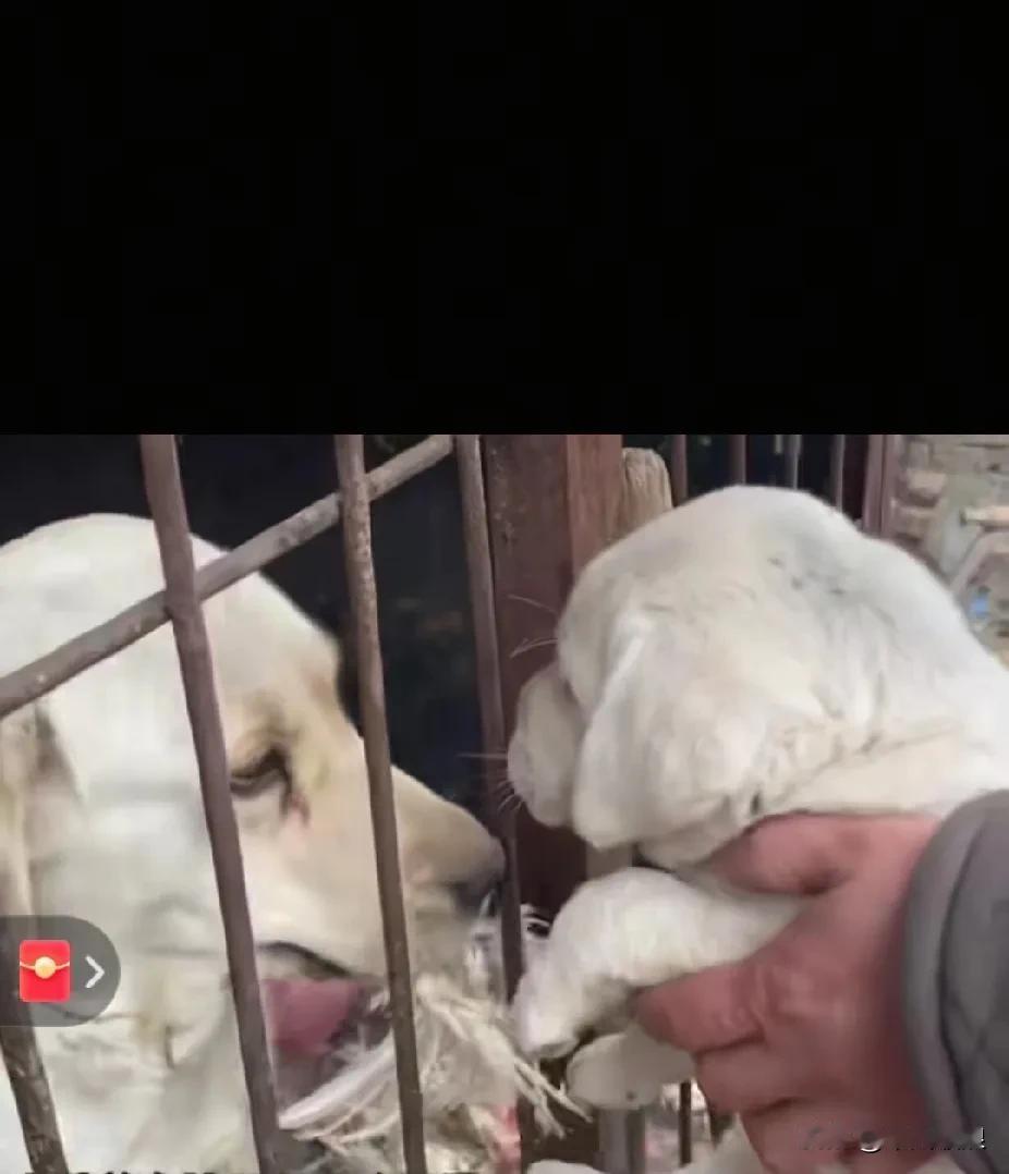 狗妈妈眼睁睁看着自己的孩子被人抱走领养，却毫无办法，只能默默流泪。主人看出了它的