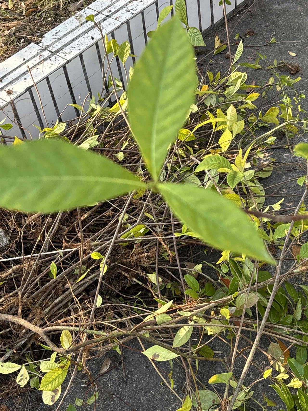 影响教学质量最大的因素不是老师不会教也不是学生不愿意学最大的问题就是老师管不