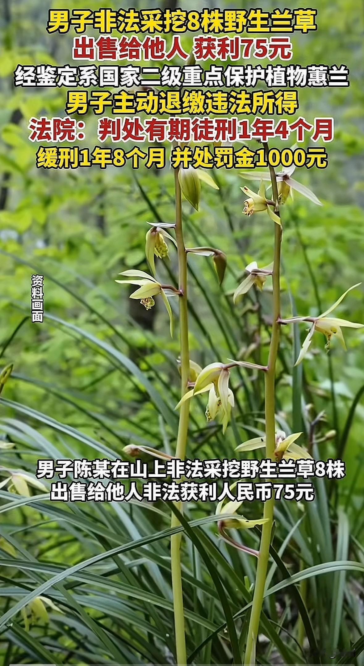 河南栾川的陈某，去年4月在林坡挖了8株野生兰草，6株卖给周某，2株卖给李某，就赚