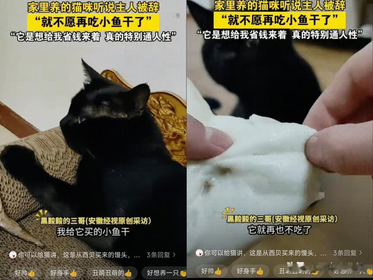 万物有灵！河北燕郊，发生一件让人心酸的事。一个男子被公司辞退了，回到家里跟猫