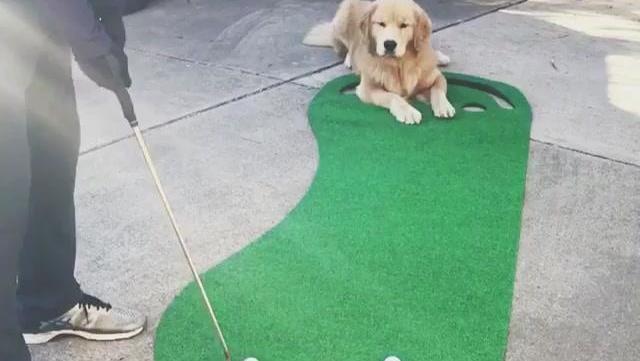 动画版高尔夫球入门教学 高尔夫教材教程大全