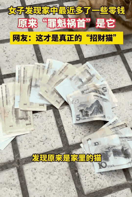 万万没想到！四川，女子发现最近家里总是出现不同面额的纸币，开始以为是自己掉的。连