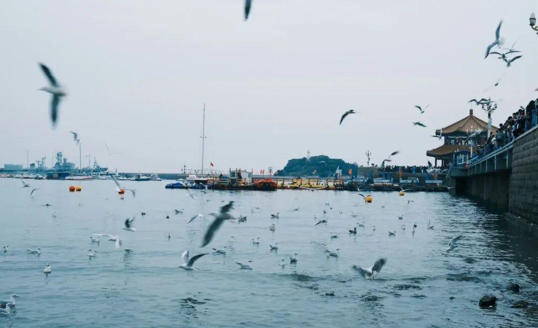 11月下旬起，青岛莱西市交运旅游有限公司正式推出“心鸥遇青岛·栈桥喂海鸥直通车”