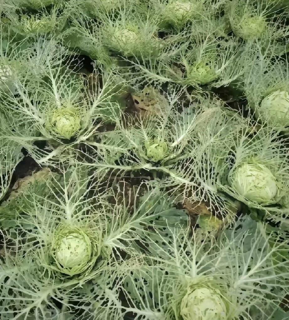 这是种菜还是养虫啊