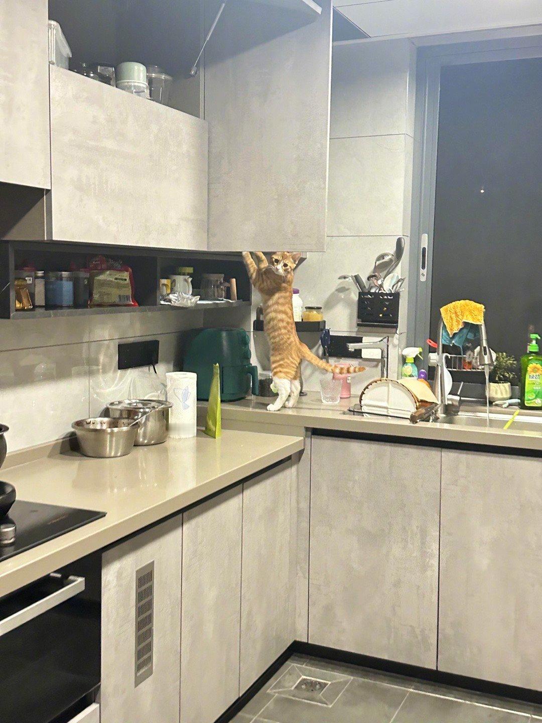 猫猫:真不是偷吃，其实是想做饭来着。假日先疯派春日放个疯​​​