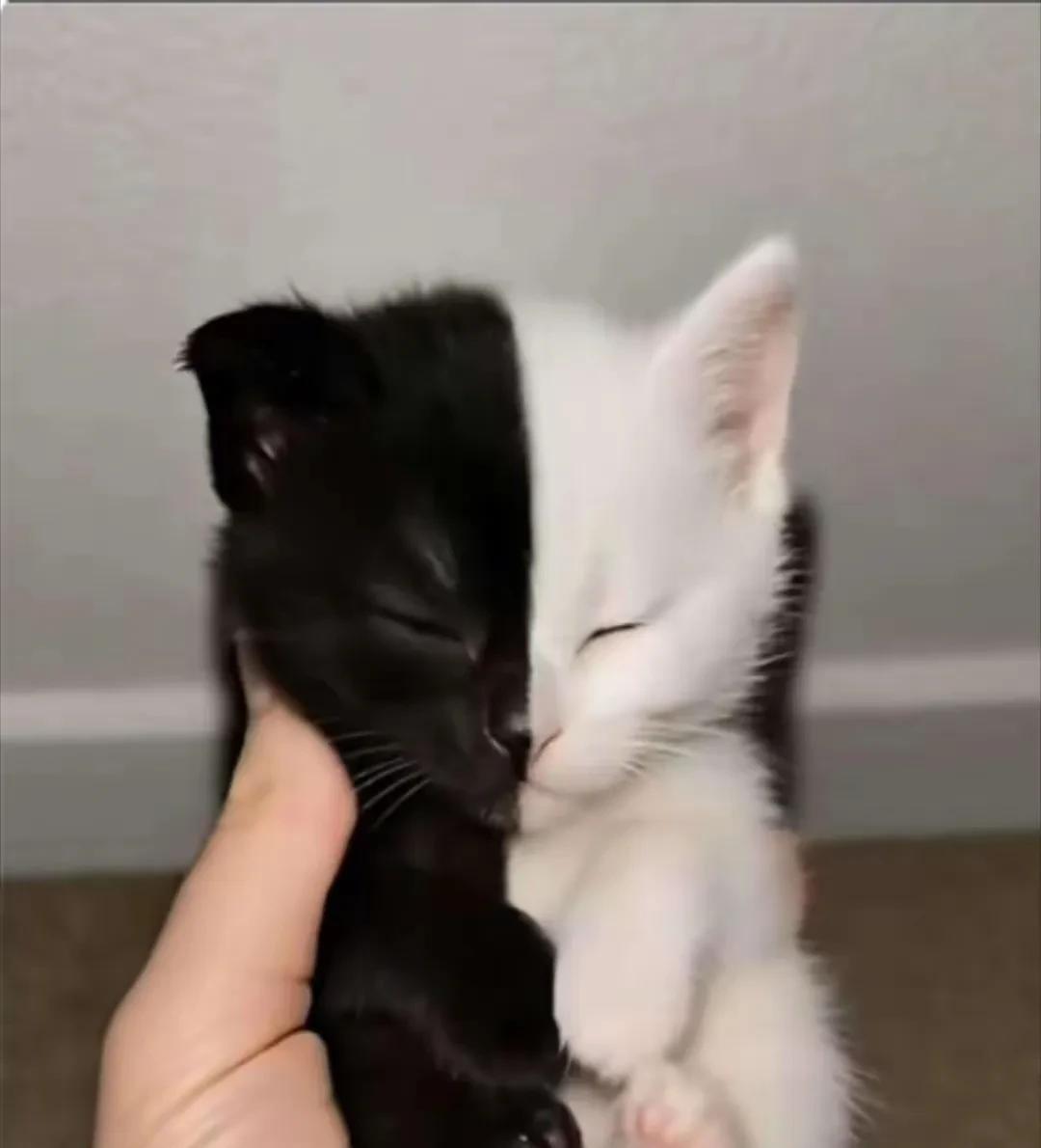 我家的纯白母猫到了受孕期，一只纯黑的公猫天天在我家附近转悠，我嫌它长的丑，从来不