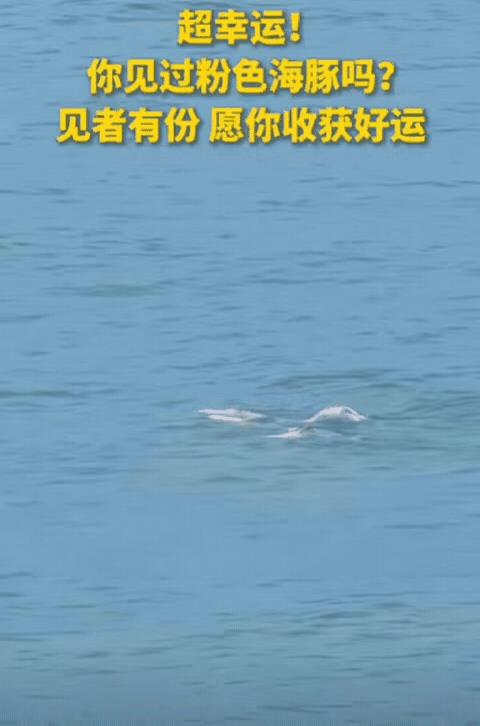 “上人民日报了！”8月14日广东，女子去海边玩，突然发现海里有几个黑影在靠近，她