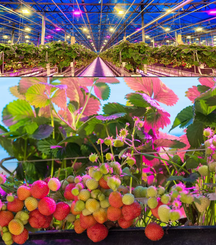 大晚上的, 为什么不让火龙果睡觉?