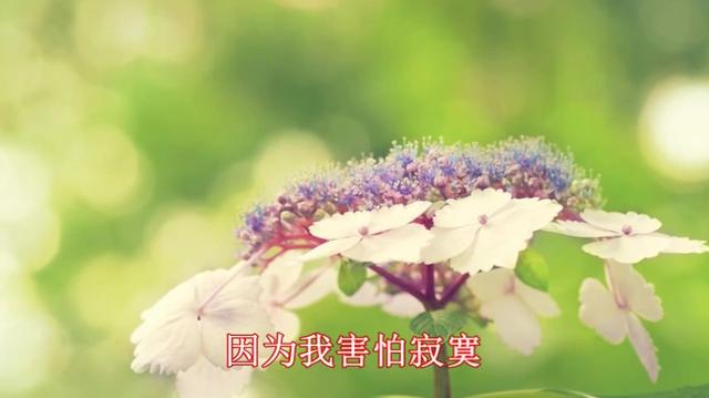 王童语丫头曲谱_王童语丫头图片(5)