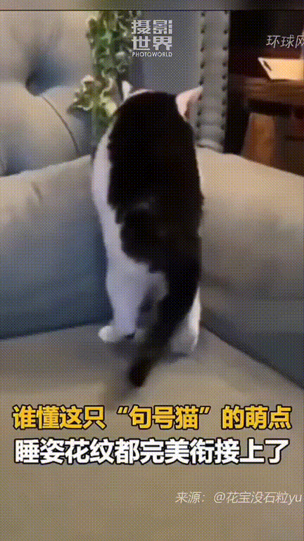 “差点解释不清了！”，一只奶牛猫直接把网友硬控住了小猫躺在沙发角落，本没人在意