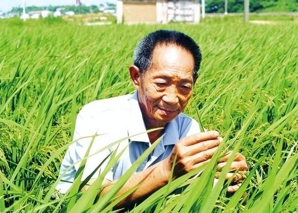 “应该立即死刑！”央视新闻在2024年4月14日曝光了一起惊天大案：我国杂交水稻