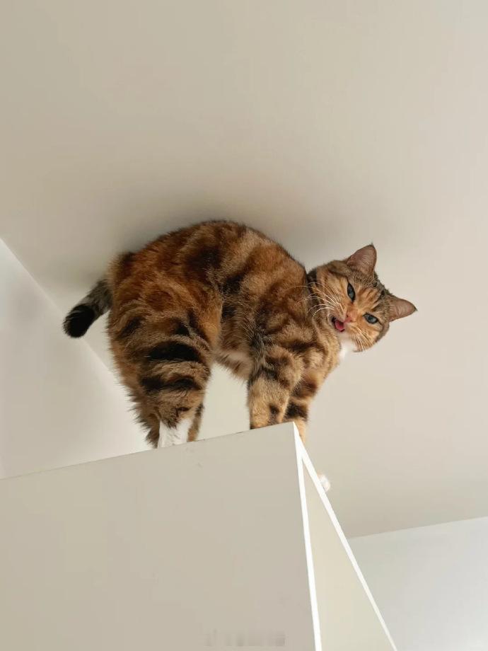猫：你有本事上来啊​​​