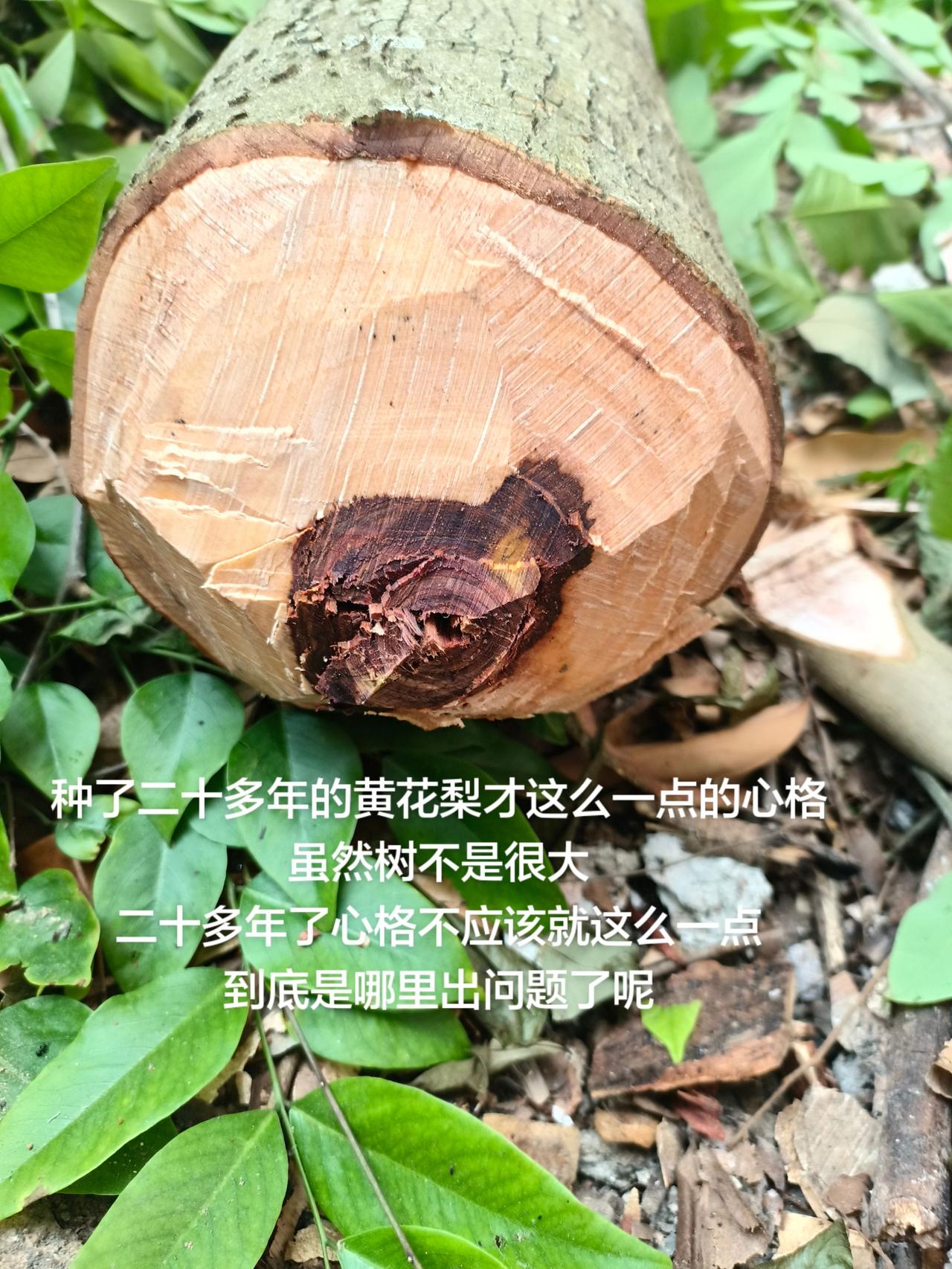 种了二十多年的黄花梨才这么一点的心格虽然树不是很大二十多年了心格不应该就这么