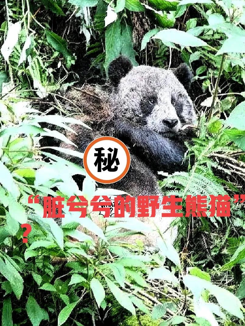 昨天那条“脏兮兮的野生熊猫”视频爆火上热搜，我第一眼瞅见，还以为谁家吉祥物跑丢