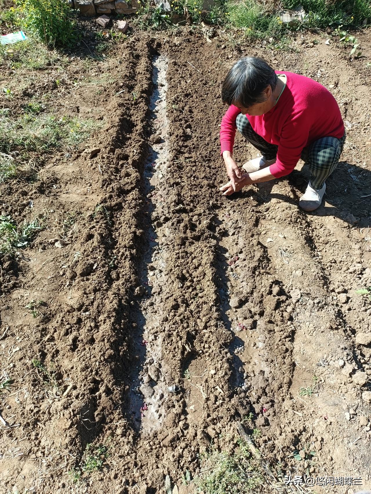 上午老妈又种了一畦豆角，这次种的是长豆角，长豆角我家今年种的不早，邻居姐姐种的长