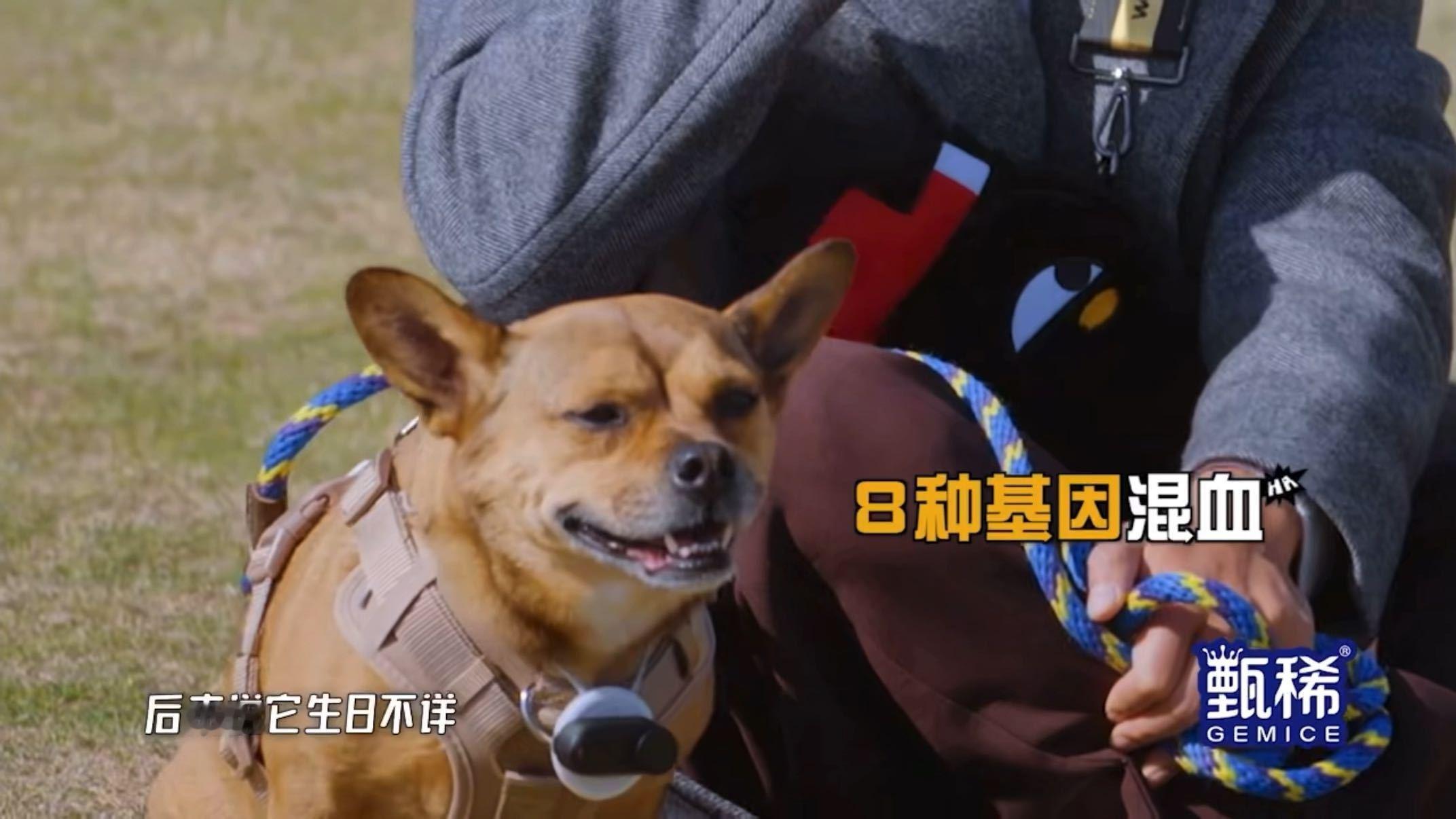 孙俪：给土豆做个基因检测；小花：给土豆定个生日；邓超：带土豆上综艺。这一家人的分