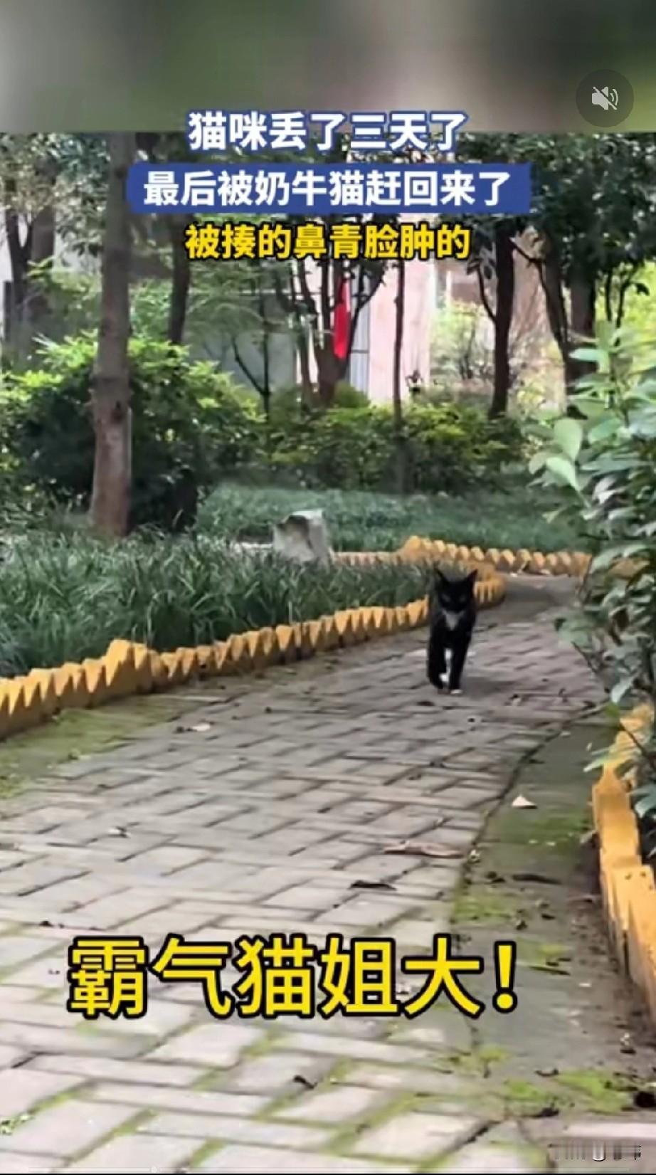 太逗了！一位小姐姐养了一只宠物猫，平时养尊处优的，日子过得十分舒服，可这天小姐姐