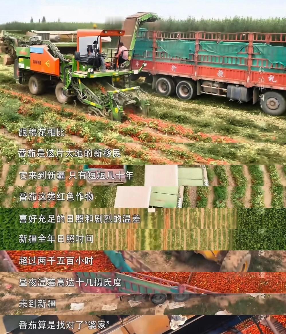 我真的服了，居然给植物也幻想《婆家》