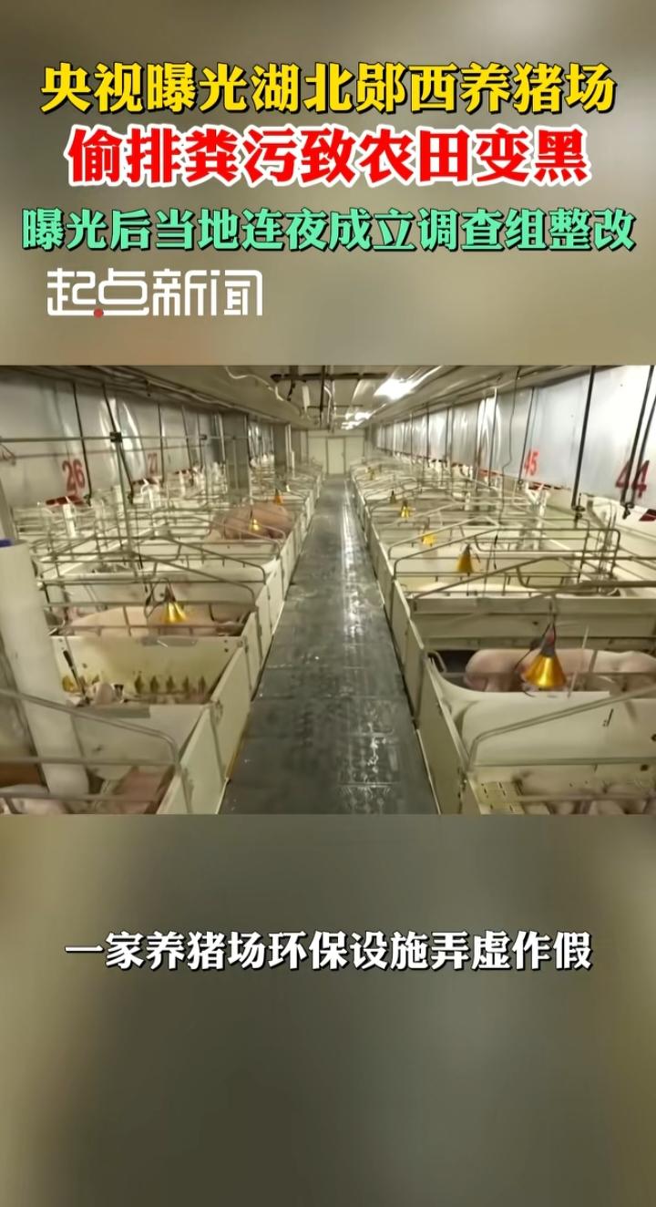 央视曝光郧西养猪场偷排粪污：良田变黑土，环保设施为何成了“样子工程”？央视
