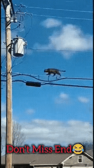 猫有九条命看来是真的电的毛都次起来了[捂脸哭]